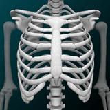 Icona Sistema Osseo 3D (Anatomia)