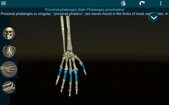 Osseous System in 3D (Anatomy) 截图 10