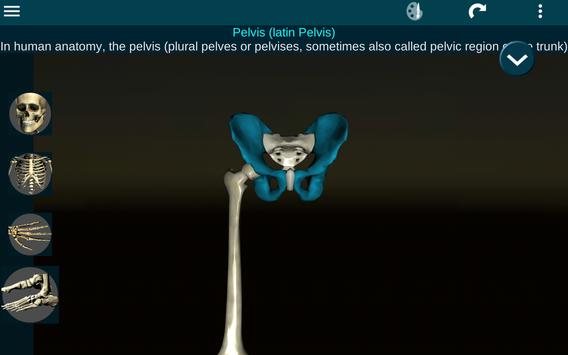 Osseous System in 3D (Anatomy) 截图 11
