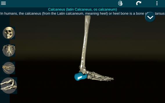 Osseous System in 3D (Anatomy) 截图 12