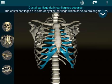 Osseous System in 3D (Anatomy) 截图 17