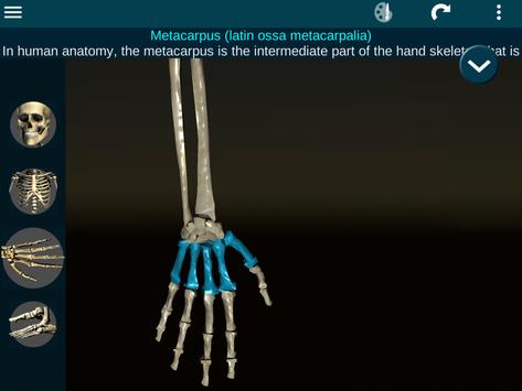 Osseous System in 3D (Anatomy) 截图 19