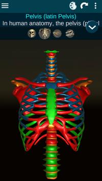 Osseous System in 3D (Anatomy) 截图 1
