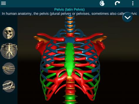 Osseous System in 3D (Anatomy) 截图 20