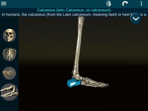 Osseous System in 3D (Anatomy) 截图 21