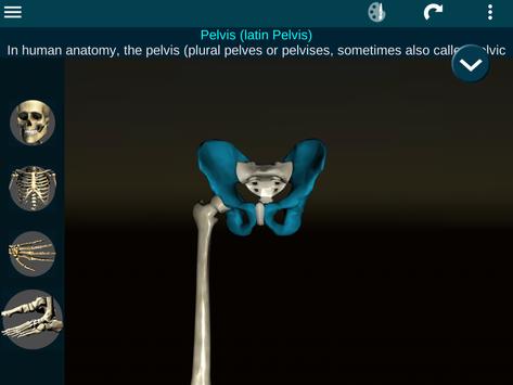 Osseous System in 3D (Anatomy) 截图 22