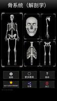 3D 骨系统（解剖学） 海报