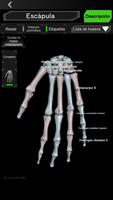 Sistema Oseo en 3D (anatomía) captura de pantalla 1