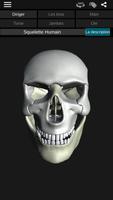 Système osseux 3D (anatomie) Affiche