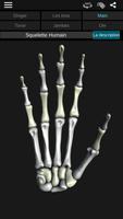Système osseux 3D (anatomie) capture d'écran 1