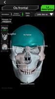 Système osseux 3D (anatomie) capture d'écran 1