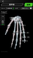 3D人骨（解剖学） スクリーンショット 2