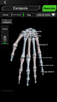 Sistema ósseo 3D (Anatomia) imagem de tela 2