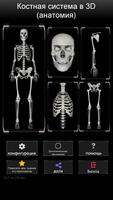 Osseous System 3D (анатомия) постер