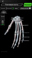 Osseous System 3D (анатомия) скриншот 2