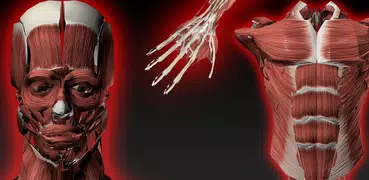 Muskulöses System 3D Anatomie