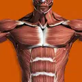 筋肉系3D(解剖学)