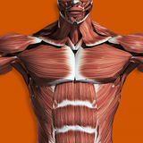 Système musculaire 3D Anatomie icône