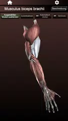 Muskulöses System 3D Anatomie XAPK Herunterladen