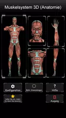 Muskulöses System 3D Anatomie XAPK Herunterladen