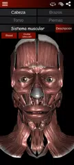 Descargar XAPK de Sistema Muscular 3D (Anatomía)