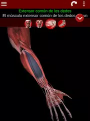 Descargar XAPK de Sistema Muscular 3D (Anatomía)