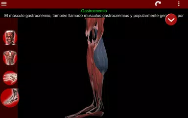 Descargar XAPK de Sistema Muscular 3D (Anatomía)