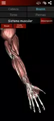 Descargar XAPK de Sistema Muscular 3D (Anatomía)