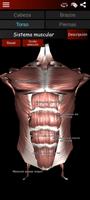 Sistema Muscular 3D (Anatomía) captura de pantalla 2