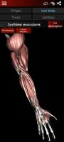 Système musculaire 3D Anatomie capture d'écran 1
