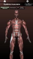 Système musculaire 3D Anatomie capture d'écran 1