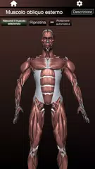 download Sistema Muscolare 3D Anatomia XAPK