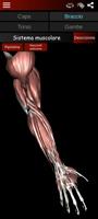 1 Schermata Sistema Muscolare 3D Anatomia