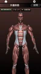 筋肉系3D（解剖学） アプリダウンロード