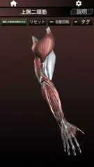筋肉系3D（解剖学） アプリダウンロード