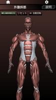 筋肉系3D（解剖学） スクリーンショット 1