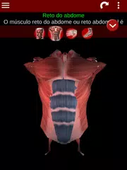 Baixar Sistema Muscular 3D Anatomia XAPK