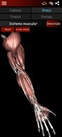 Sistema Muscular 3D Anatomia imagem de tela 1