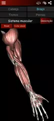 Baixar Sistema Muscular 3D Anatomia XAPK