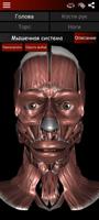 мышечная система в 3D анатомия постер