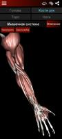 мышечная система в 3D анатомия скриншот 1