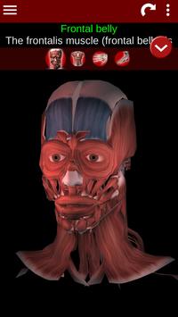 Muscular System 3D (anatomy) 海报