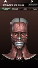Muscular System 3D (anatomy) XAPK 下載