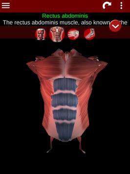 Muscular System 3D (anatomy) 截图 17