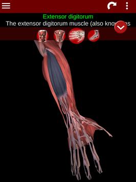 Muscular System 3D (anatomy) 截图 18