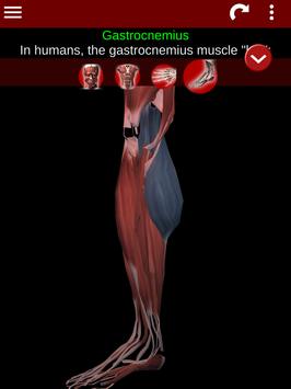Muscular System 3D (anatomy) 截图 19
