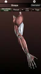 Muscular System 3D (anatomy) XAPK 下載