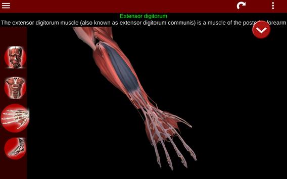 Muscular System 3D (anatomy) 截图 10