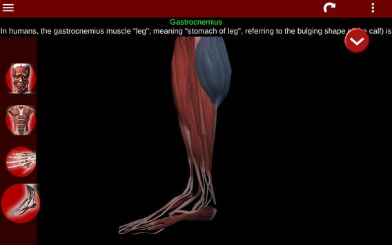Muscular System 3D (anatomy) 截图 11
