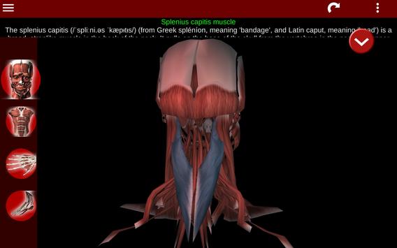 Muscular System 3D (anatomy) 截图 13
